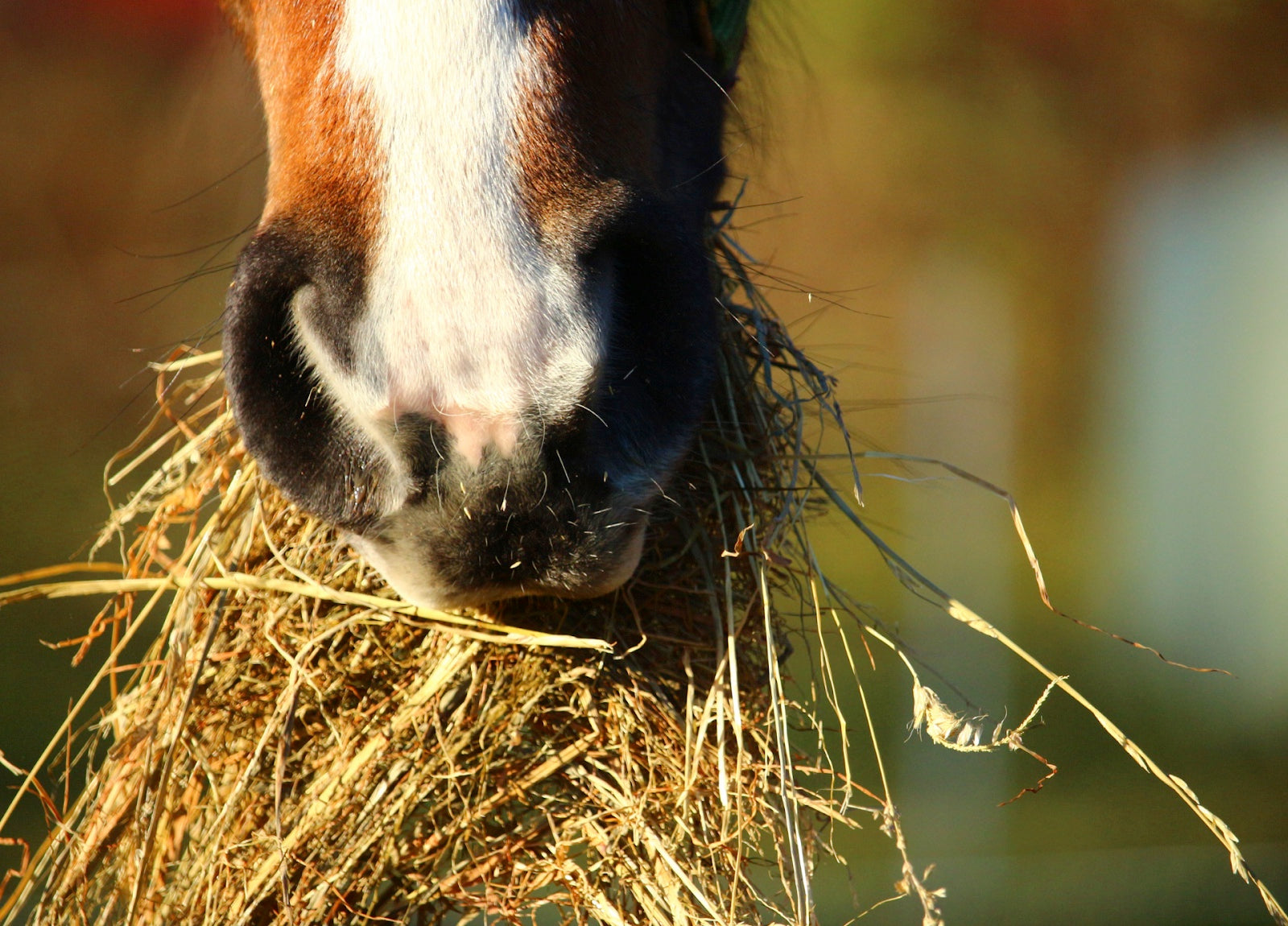 How to Gauge Your Horse's Weight