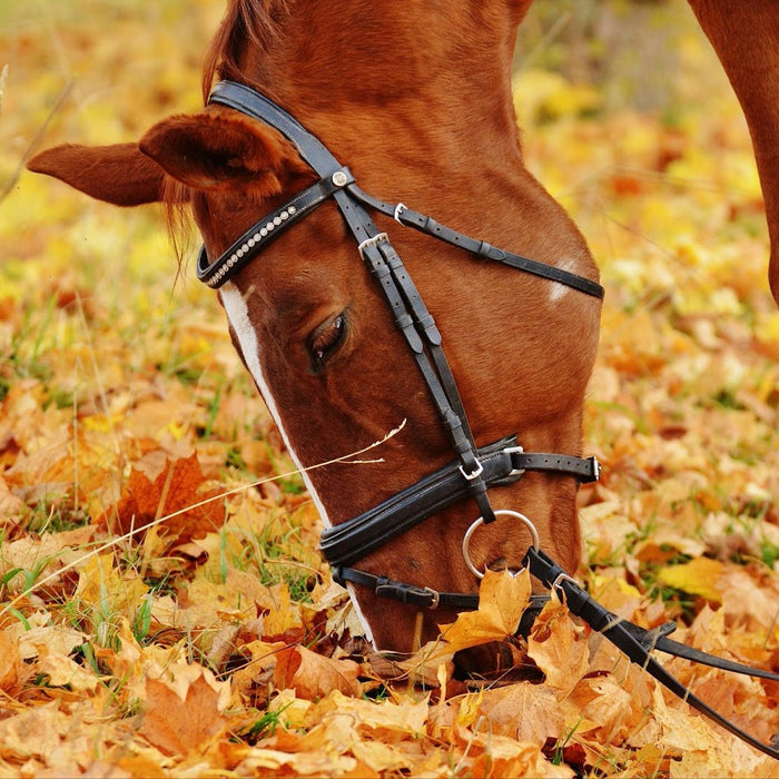 Taking Fall Photos of Your Horse