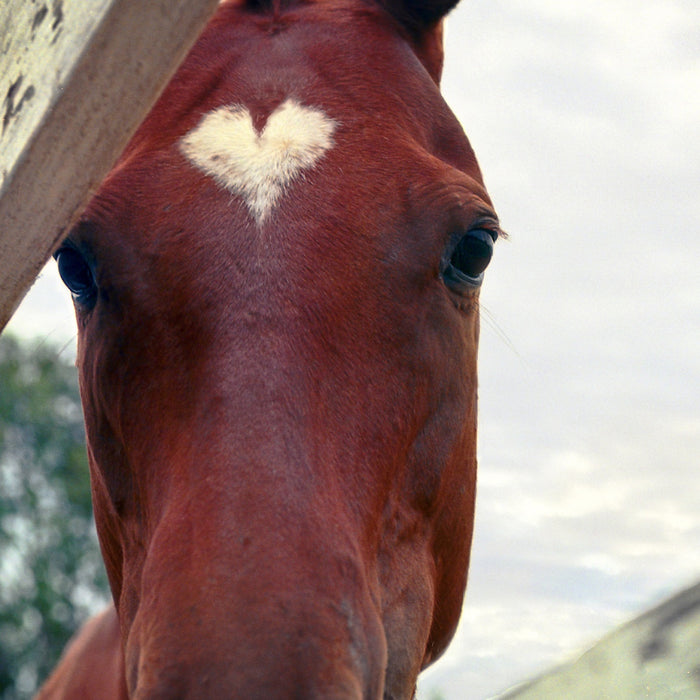Valentine's Day Gifts for Horse Lovers: Ideas and Inspiration