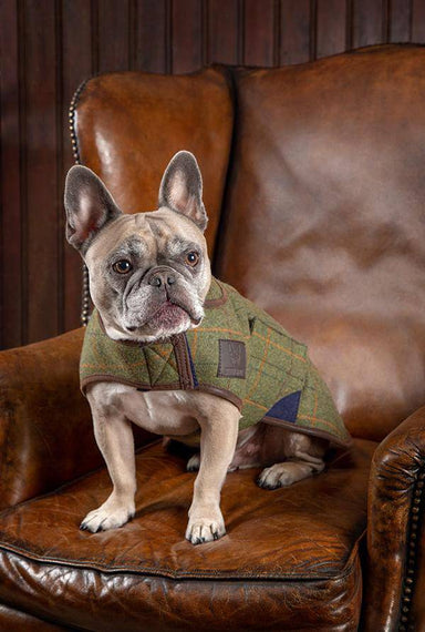 Digby & Fox Tweed Dog Coat - Equine Exchange Tack Shop