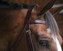 KL Select Black Oak Foxtrot Hunt Bridle - Equine Exchange Tack Shop