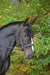 KL Select Black Oak Cyprus Hunter Bridle - Equine Exchange Tack Shop