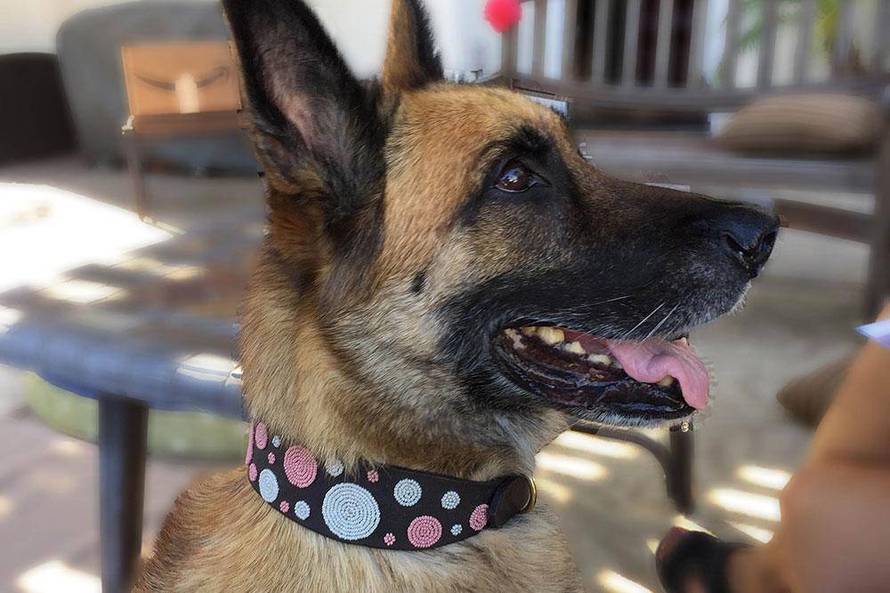 "Dots Pink" Beaded Dog Collar - Equine Exchange Tack Shop