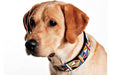 "Primary" Beaded Dog Collar - Equine Exchange Tack Shop