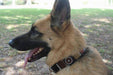 "Topi" Beaded Dog Collar - Equine Exchange Tack Shop
