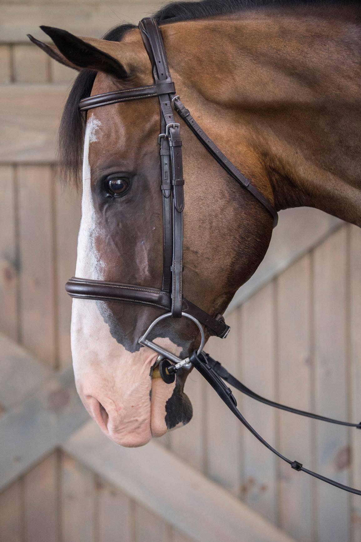 ThinLine Busy Buddy - Equine Exchange Tack Shop