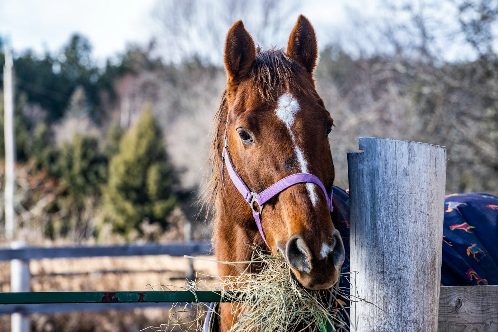 General Feeding Guidelines for Horses With Different Needs