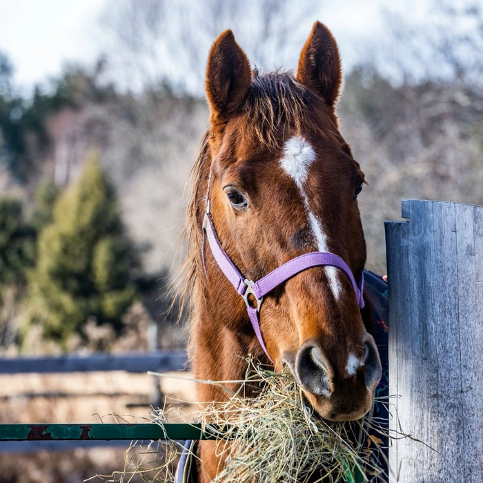 General Feeding Guidelines for Horses With Different Needs