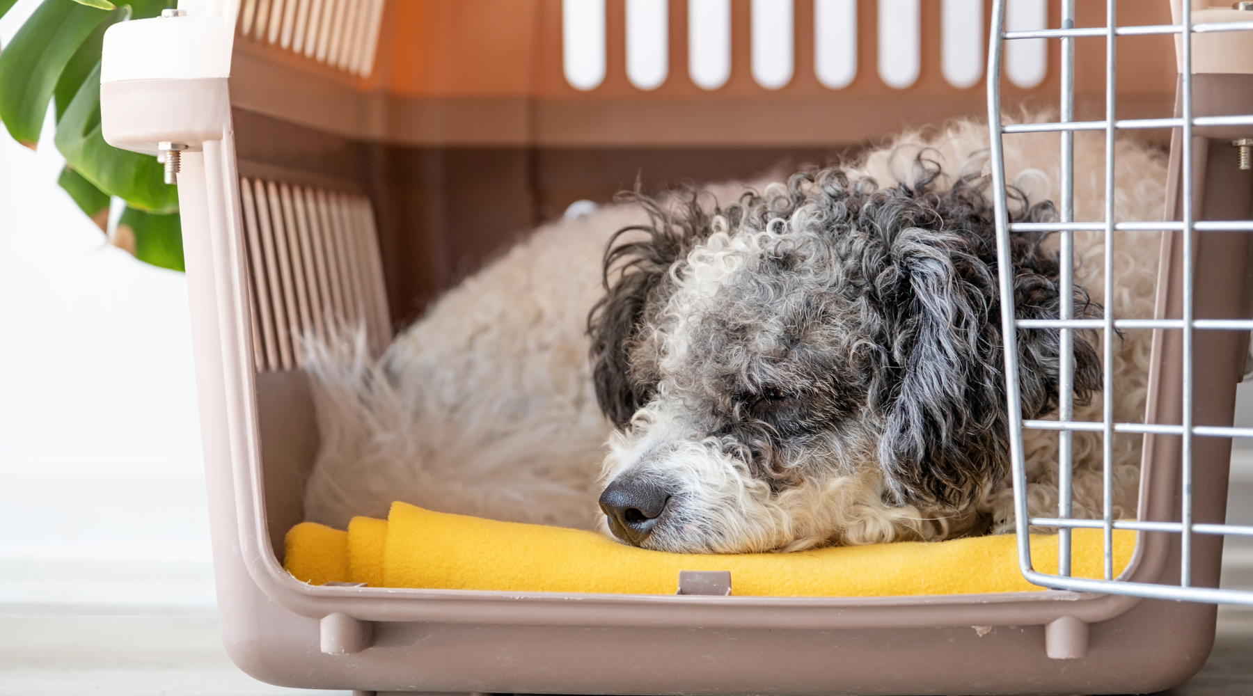 Choosing the Right Dog Crate for Your Dog