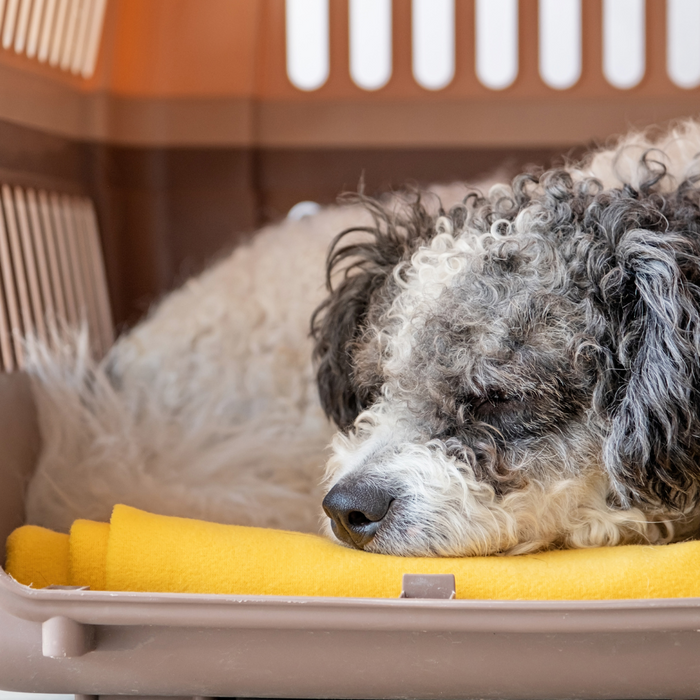 Choosing the Right Dog Crate for Your Dog