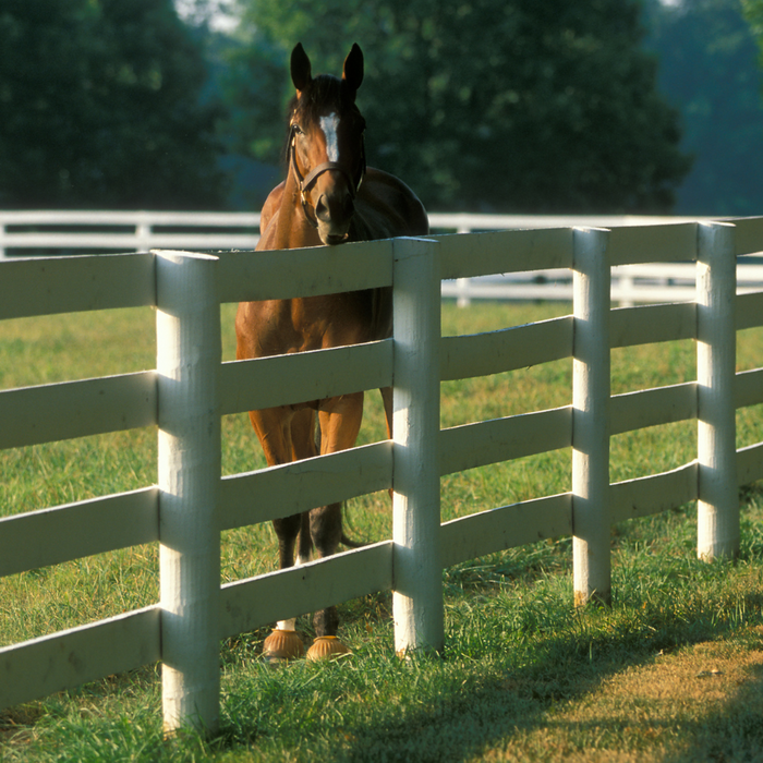 Paddock Safety