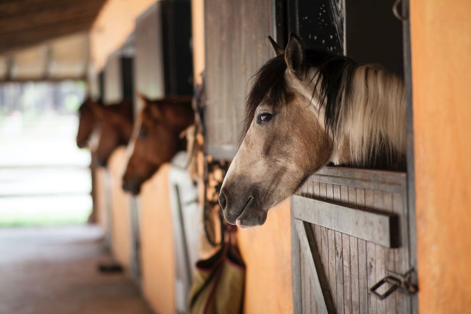 What to do with your horse when it is super hot outside