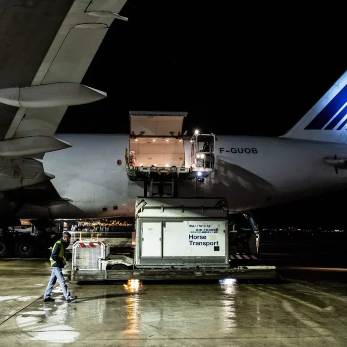 Flying First Class: How Horses Travel by Air