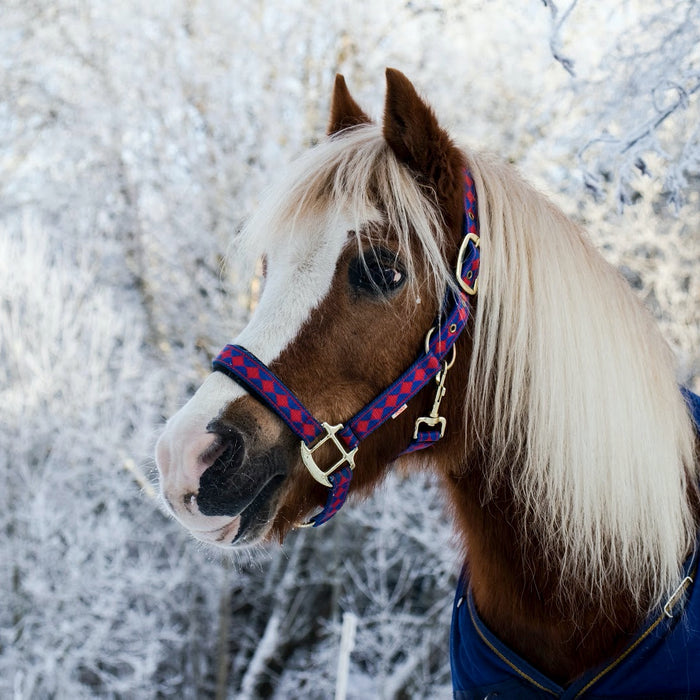 blanketing your horse- a horse with a blanket