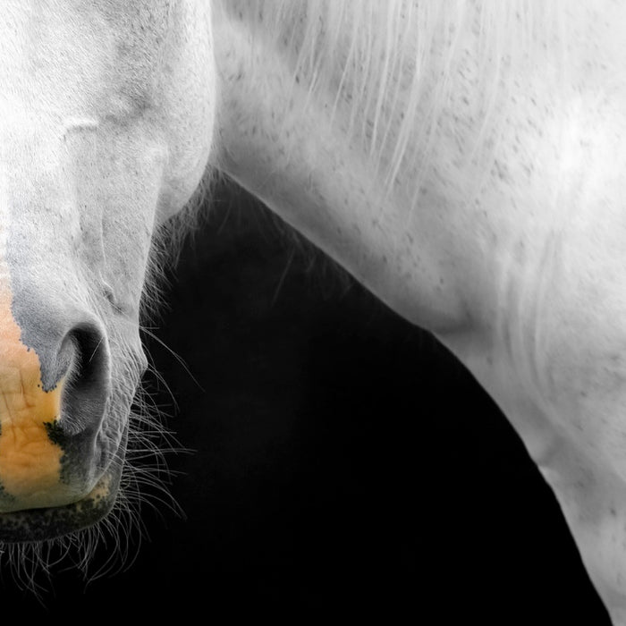 Preventing Sunburn in Horses