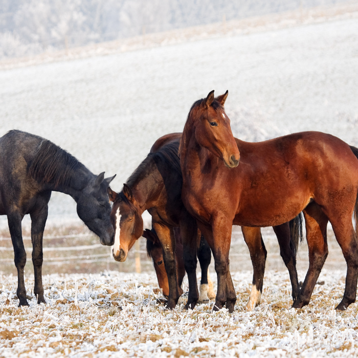 Ways to Increase Your Horse's Calories This Winter