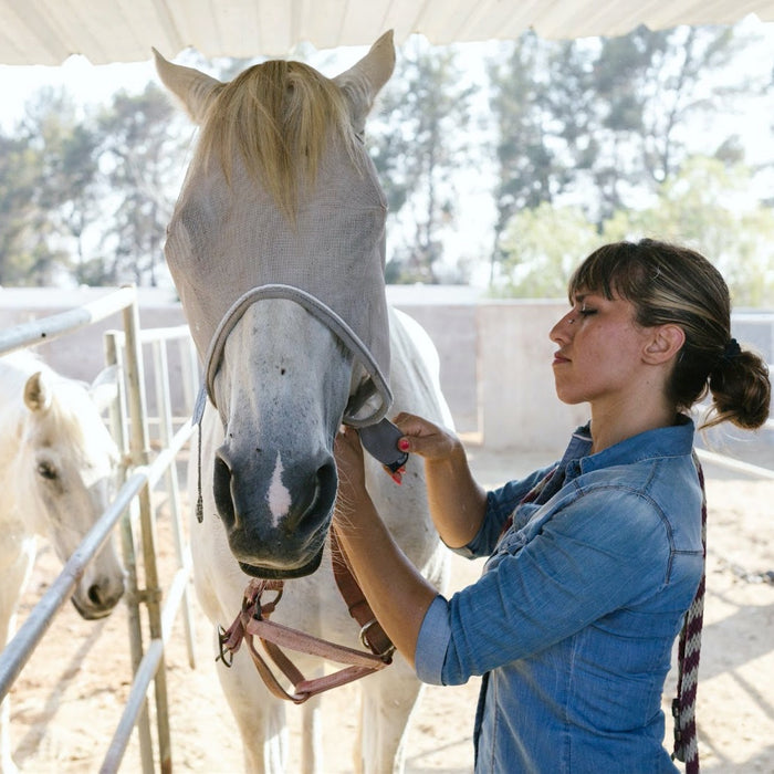 Insects to Worry About For Horses