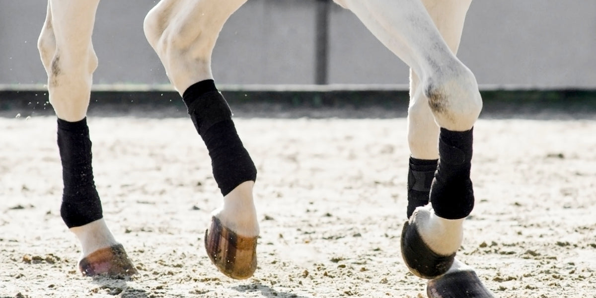 Sport Boots Vs. Polo Wraps Pros & Cons Equine Exchange Tack Shop