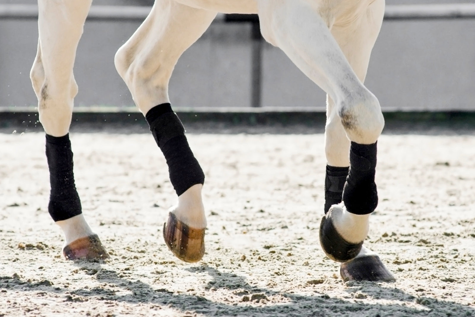 Sport Boots Vs. Polo Wraps- Pros & Cons