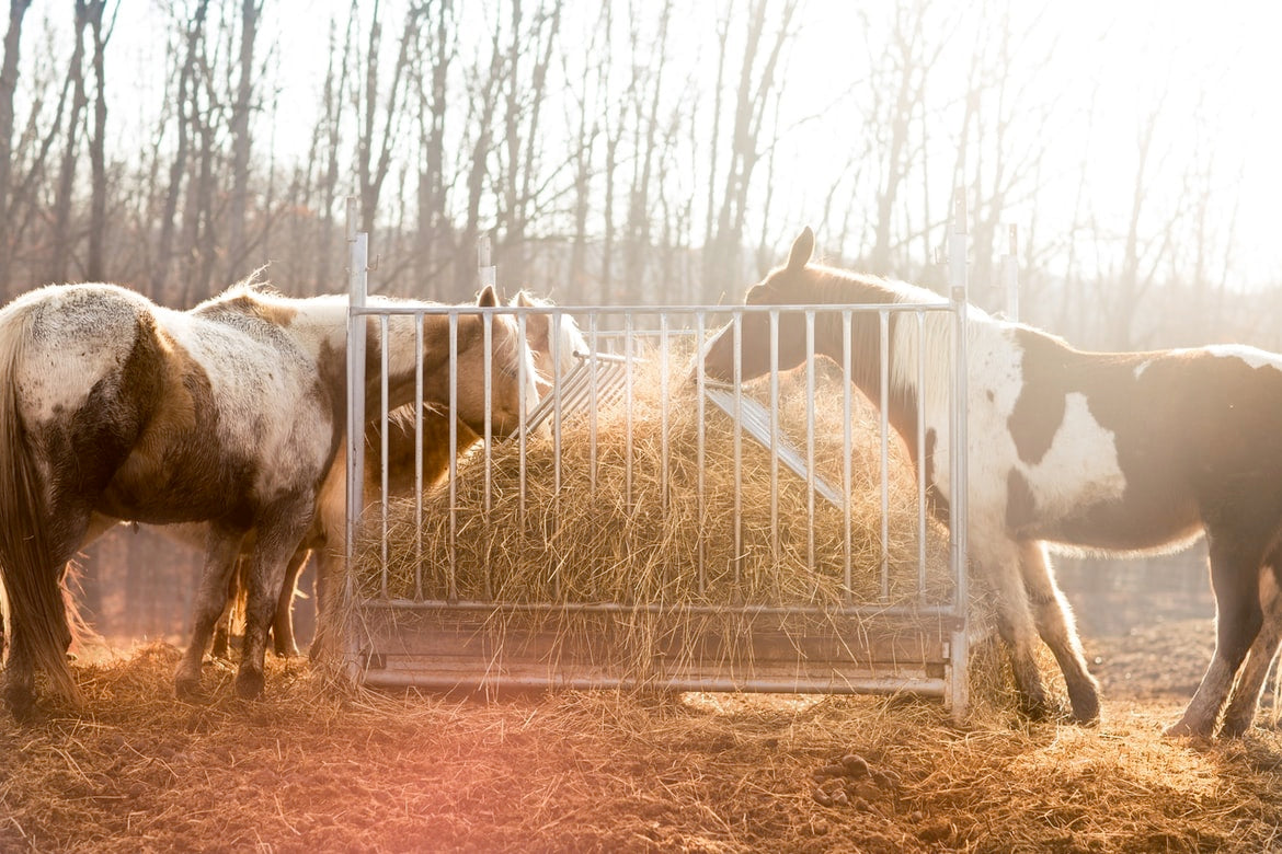 Barn Management Tips For Colder Weather