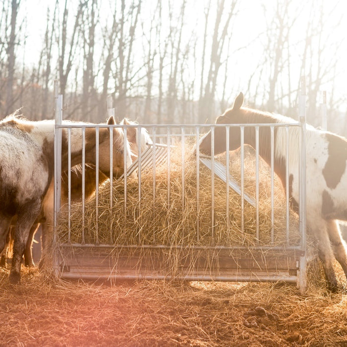 Barn Management Tips For Colder Weather