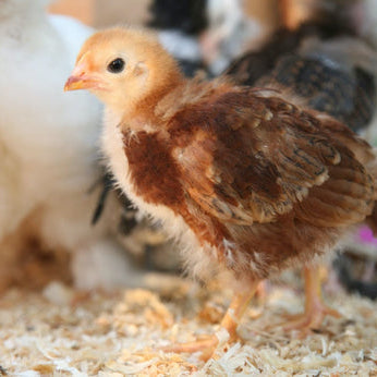 Preparing Your Chicken Coop for Winter