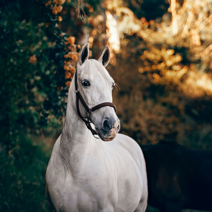 Benefits of Red Light Therapy for Equines