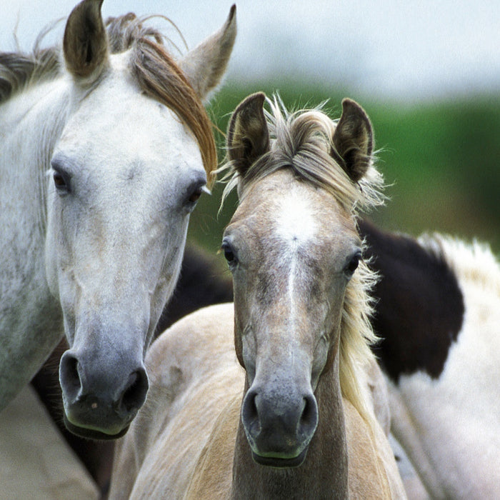How to Choose the Best Supplements for Your Horse