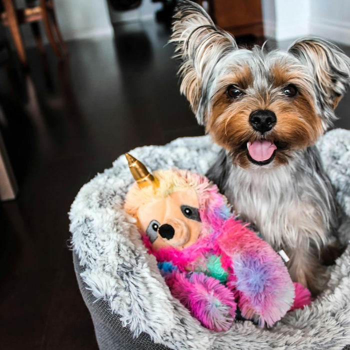 Picking the Right Bed for Your Dog