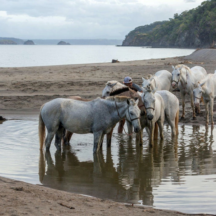 Tips to Keep Your Horse Hydrated During the Summer