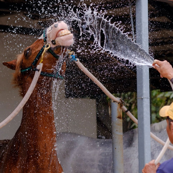 How to Beat the Summer Heat (and keep your horse cool)