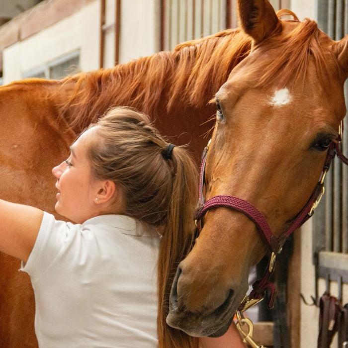 10 Things to Do with Your Horse When You Don’t Have Time