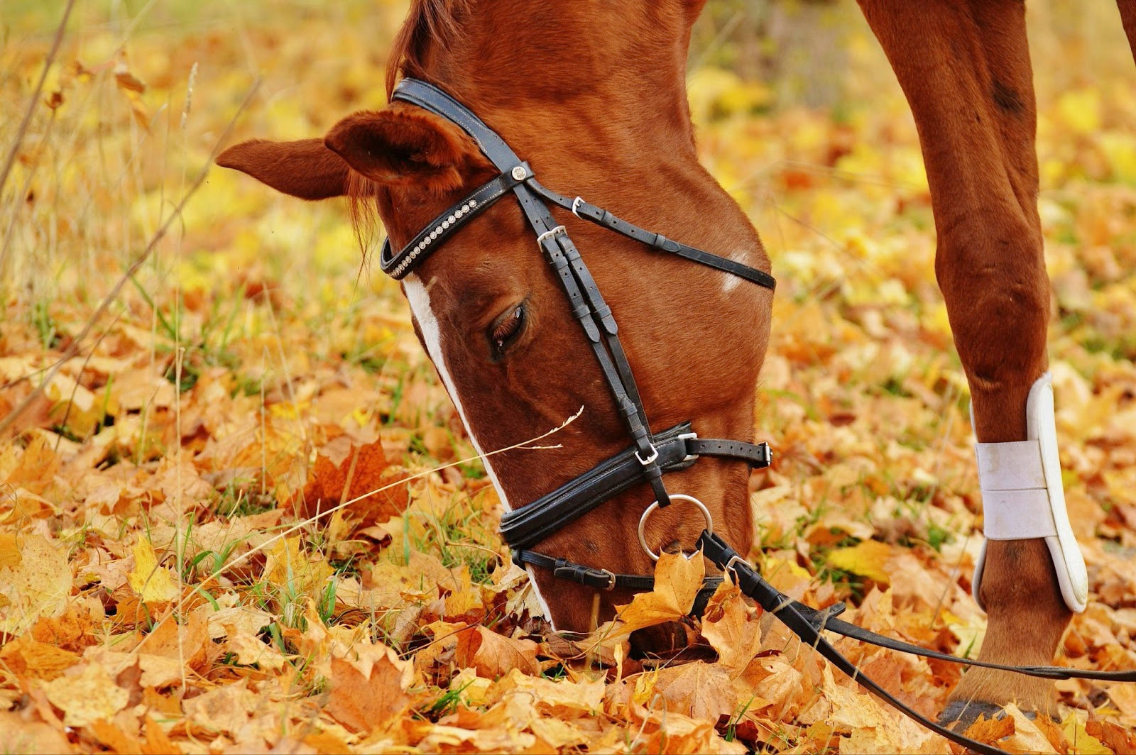 Taking Fall Photos of Your Horse | Equine Exchange Tack Shop