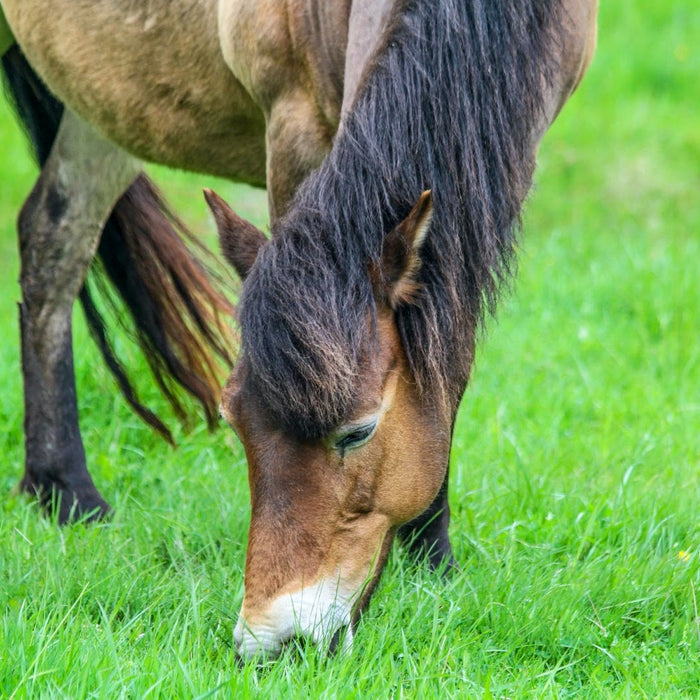 Founder in Horses - Know The Warning Signs this Spring