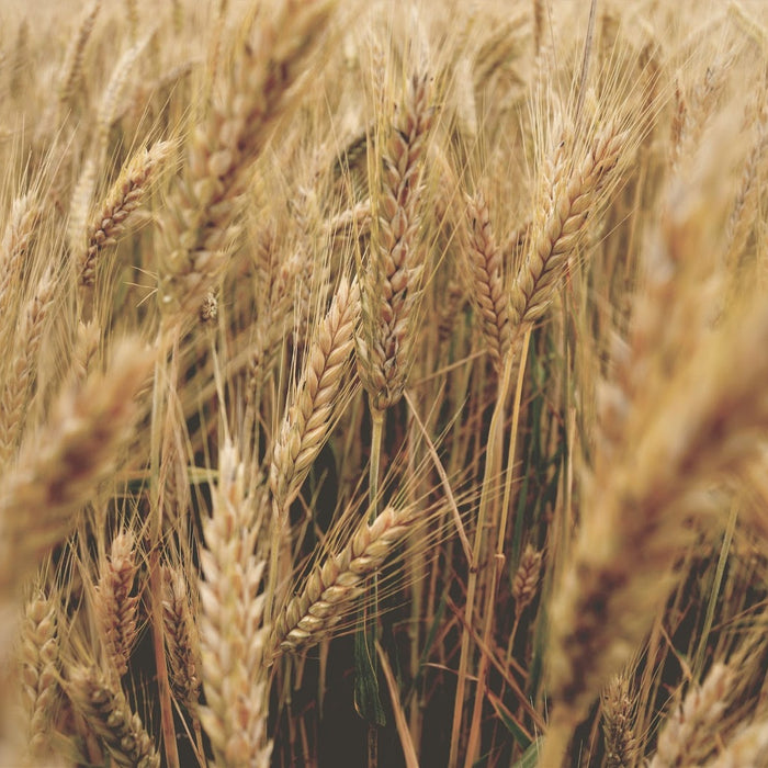 How to Pick the Right Hay & Supplements for Your Horse