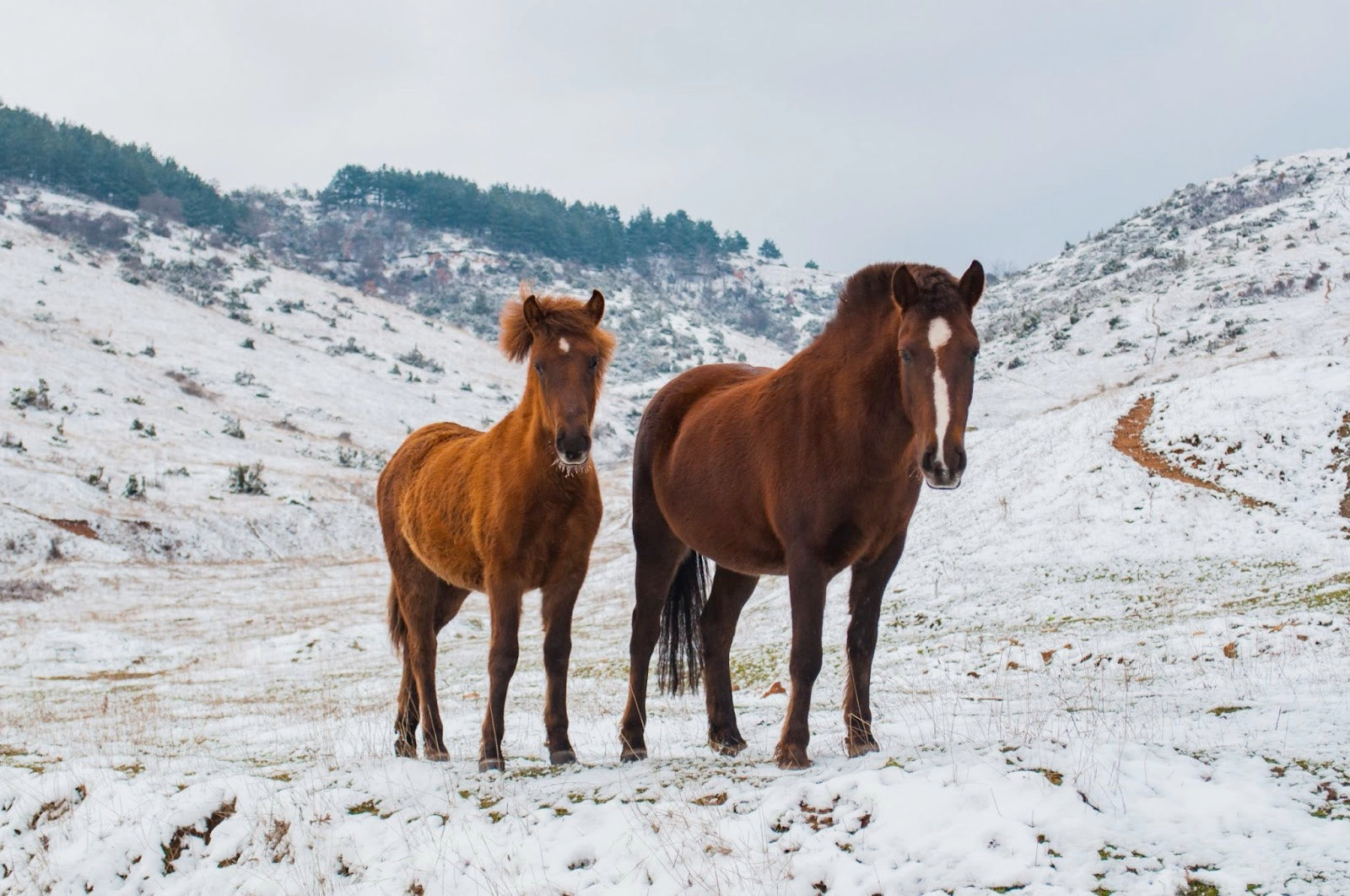 4 Tips to Care for Your Horse this Winter