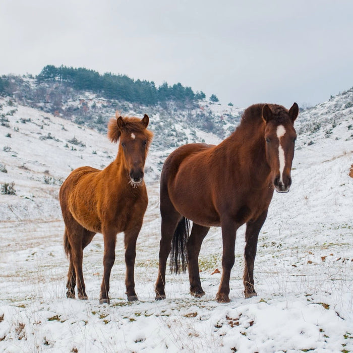 4 Tips to Care for Your Horse this Winter