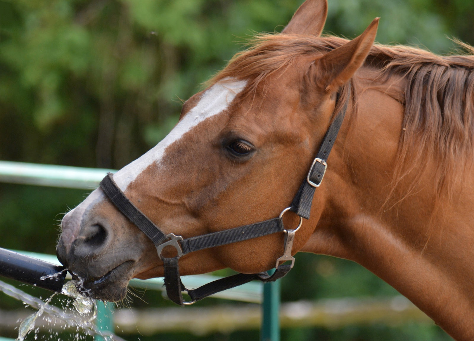 6 Creative Ways to Keep Your Horse Hydrated