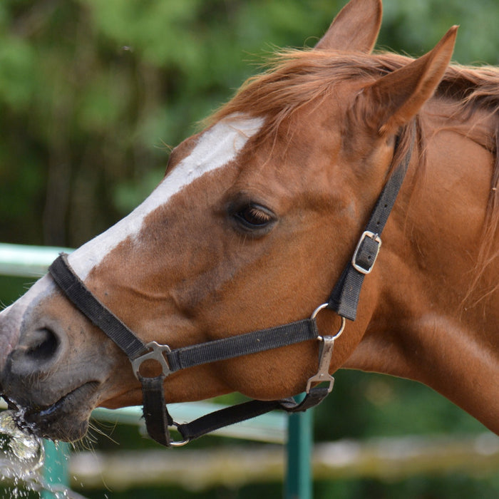 6 Creative Ways to Keep Your Horse Hydrated
