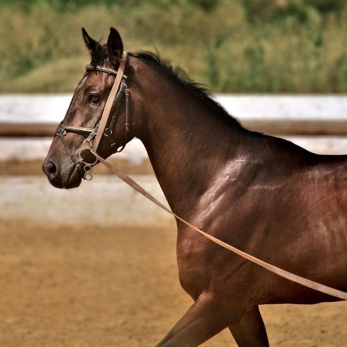 Groundwork Exercises to up Your Horse Training