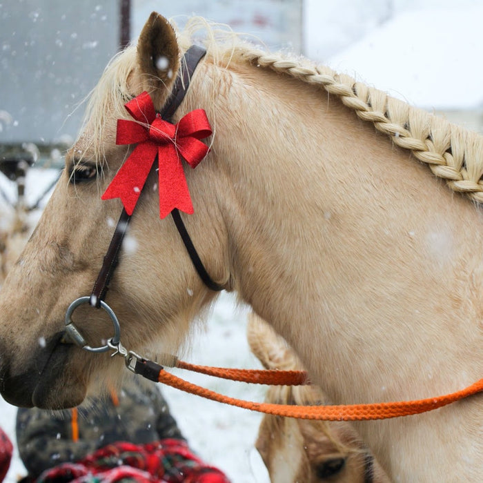 How to Braid Your Horse’s Mane