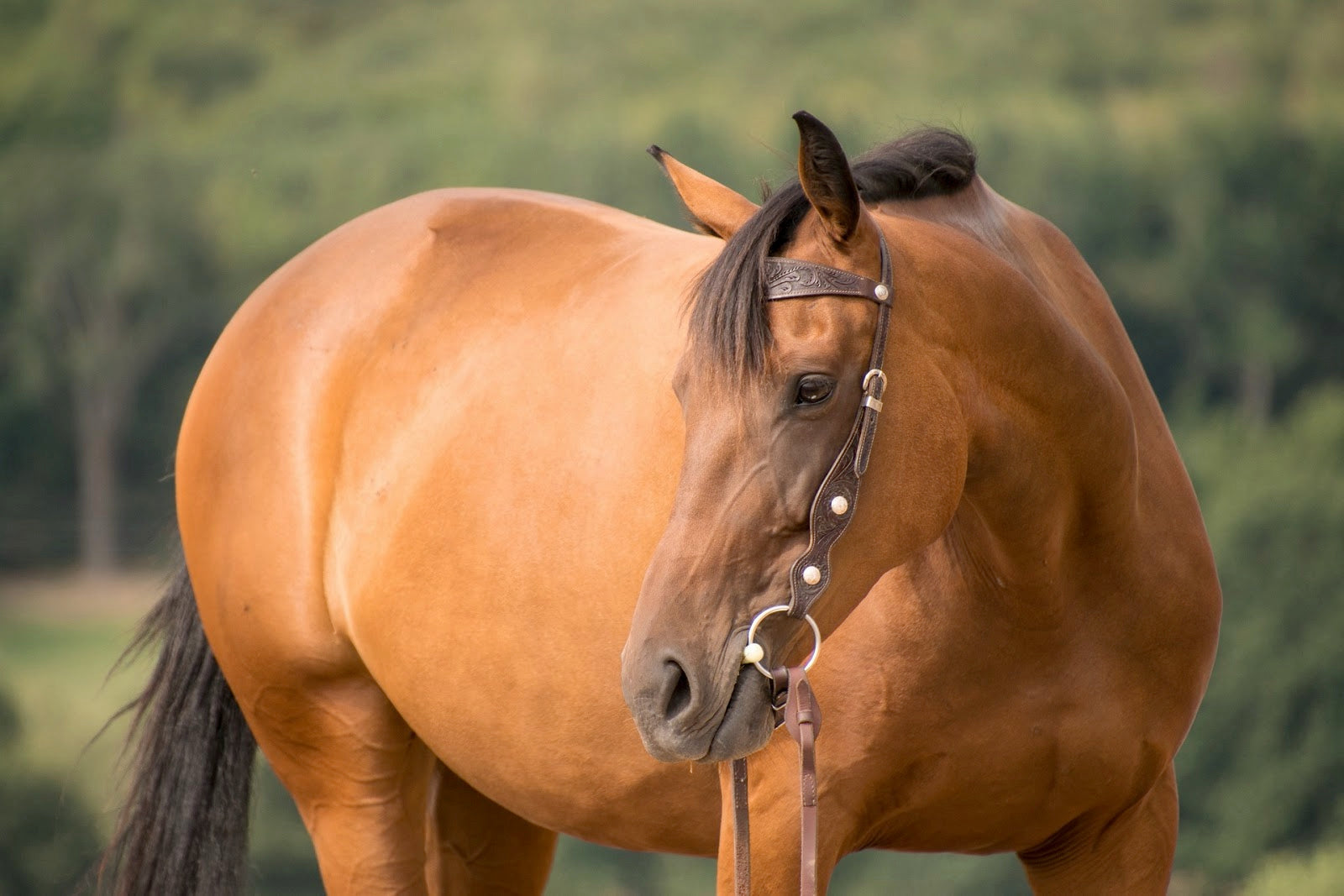 A Beginner's Guide to Horse Bit Types