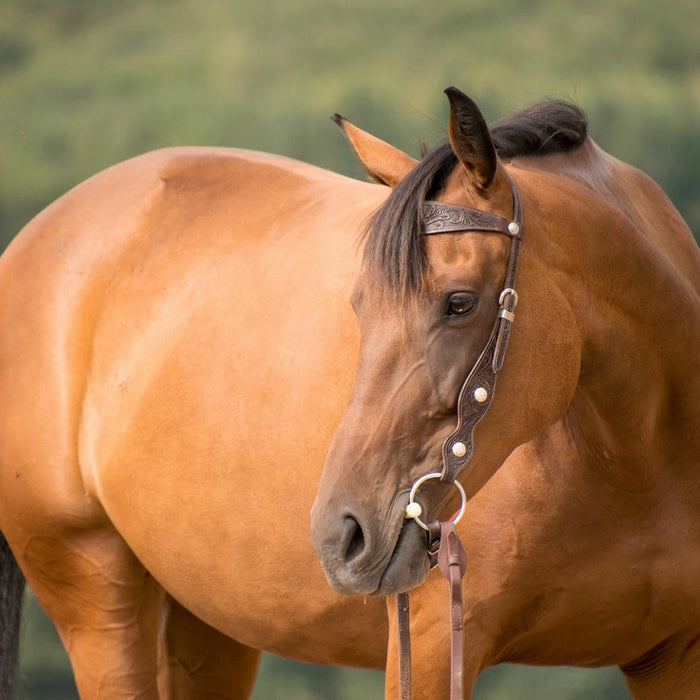 A Beginner's Guide to Horse Bit Types