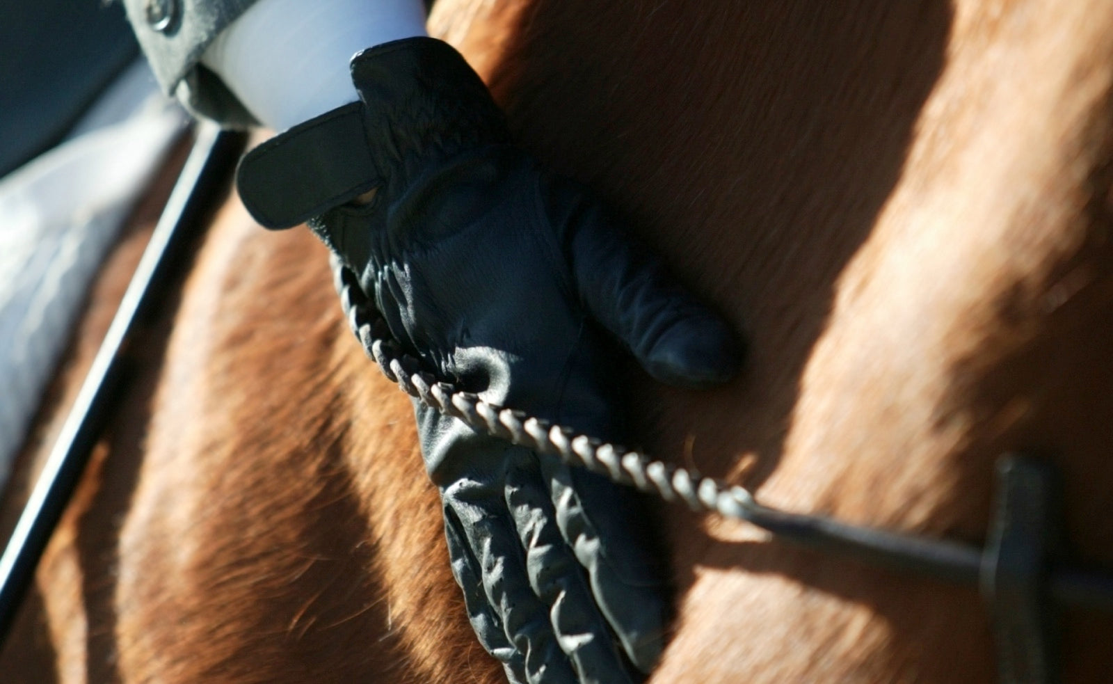 Benefits of Microcurrent Therapy for Horses