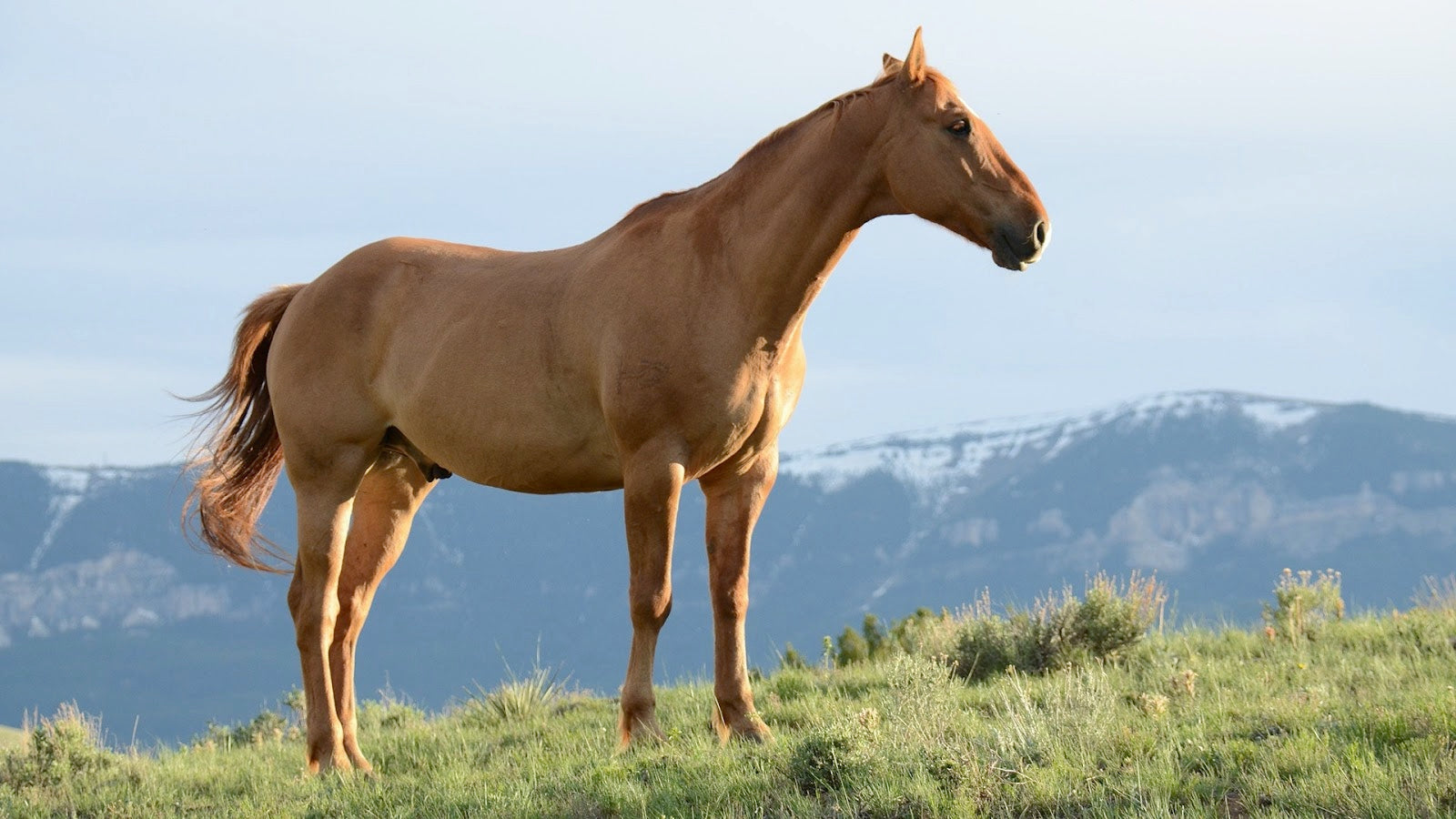 Easy Ways to Improve Your Horse’s Health