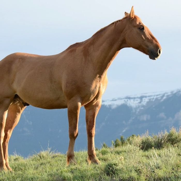 Easy Ways to Improve Your Horse’s Health