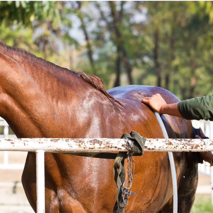 5 Grooming Hacks Using Apple Cider Vinegar and Shampoo