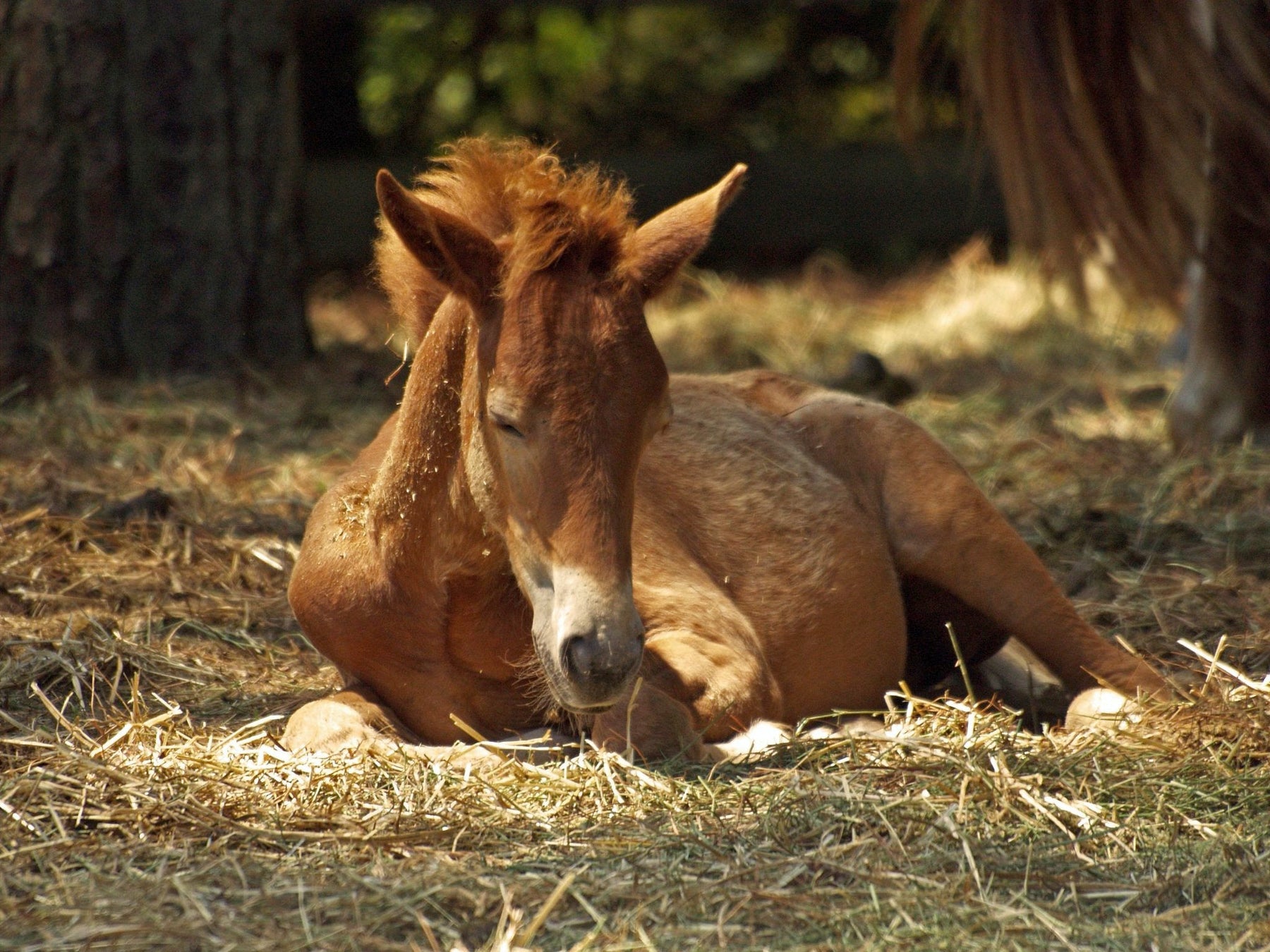 Foal Care - 4 Things You Might Not Know