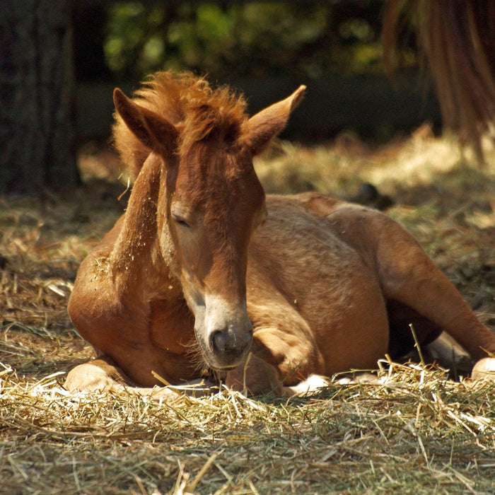 Foal Care - 4 Things You Might Not Know