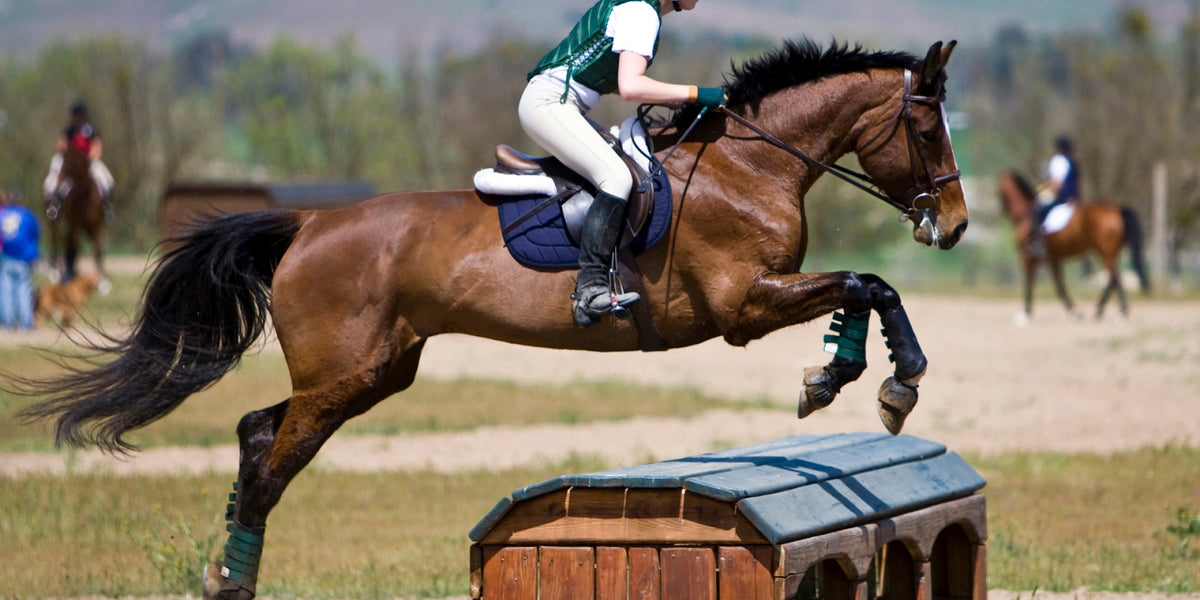 BB989E1B-5371-4E3E-8F73-E34CE7D01EAB_1200x600_crop_center.jpg?v=1775924118